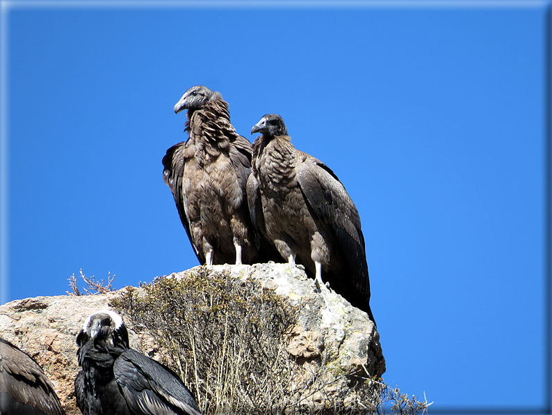 foto Canyon del Colca